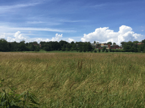 Campo com árvores ao fundo e céu azul